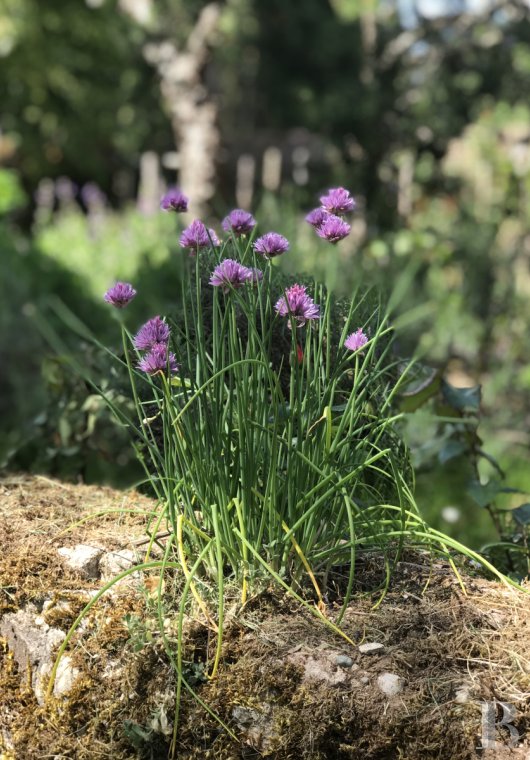 Dans les Vosges du Nord,  un ancien pavillon de chasse du 19e siècle transformé en confortable maison alsacienne traditionnelle - photo  n°5